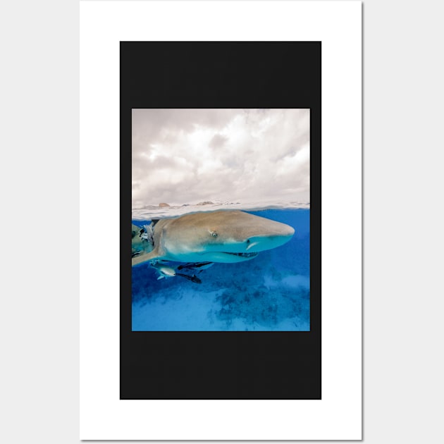 Lemon Shark at the Surface Wall Art by jbbarnes